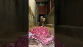 النمر الابيض المتوحش Wild White Tiger 