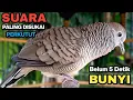 Download Lagu Perkutut Lokal Gacor Suara Besar Pancingan Burung Perkutut Agar Cepat Bunyi.