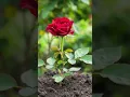 Download Lagu Bunga mawar merah #bunga #berkebun  #berkembang