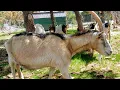 Some Signs of Heat in Our Goats