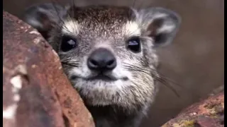 صوت الوبر الصخري 