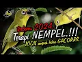 Download Lagu Terapi Kecial Kuning NEMPEL Terbaru 2024‼️Ampuh Bikin Kecial Cepat NEMPEL GACOR‼️| PEPADU KECIAL