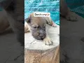 Download Lagu You don’t cry Puppy 🐶 #puppy #puppycute #cry #puppyloveforever #puppyfamily