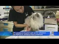 45 Purebred Ragdoll Cats Up For Adoption At MSPCA