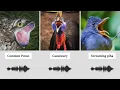 Download Lagu Nature’s Scariest Sounds: Creepiest Bird Sound (With Audio)