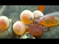 Coho Salmon hatching