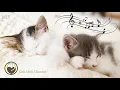 Download Lagu Muziek voor Katten - Rustgevende Muziek om uw Kat te Kalmeren, Diepe Ontspanning, Comfortabel Slapen