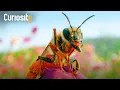 Lagu How Insects Uniquely Adapt to Their Habitats | Planet Insect