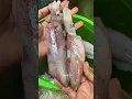 Cara membersihkan cumi2 yang benar dan cepat ✨