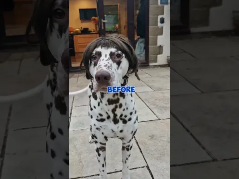 Dogs Get Jealous Too 😂🐶 | These Reactions Are Hilarious! #shorts