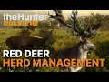 Red Deer Herd Management Guide for the Great One Grind the Hunter Call of the Wild