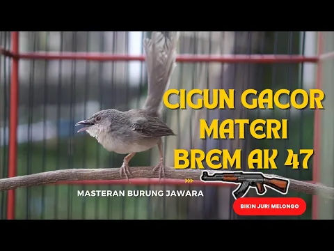 Download MP3 cigun gacor materi brem AK 47 masteran handal burung jawara