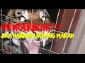 Download Lagu suara harimau || macan marah mengaum mengagetkan