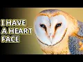 Barn Owl facts the other kind of owl Animal Fact Files
