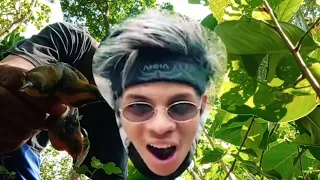 pikat burung sogon paling ampuh baru mikat langsung dapet