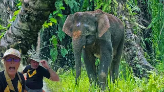 How to find the last pygmy elephants | Discover Sabah, Borneo Ep 216
