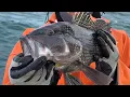 Rhode Island Fishing Report Quick Seabass Trip WildNewEngland
