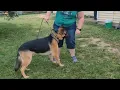 ADOPTED Meet Max Thor 2 Year Old pure breed German Shepherd