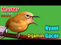 Lagu PLECI GACOR suara ngalas - Mengundang bunyi BURUNG PLECI Yang Dengar Pasti Langsung Nyut..!!