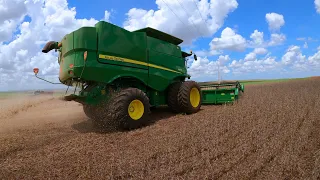 Colhendo a soja do vizinho que surpreendeu na produção