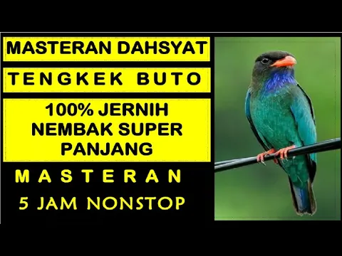 Download MP3 Suara Burung TENGKEK BUTO Gacor Durasi Panjang | Masteran Burung Sang Juara ......