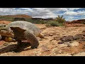 Desert Tortoise Walking