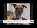 Pope Memorial Humane Society - Cocheco Valley saves seven Georgia dogs from euthanasia