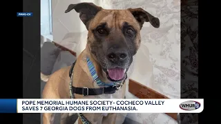 Pope Memorial Humane Society - Cocheco Valley saves seven Georgia dogs from euthanasia