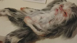 13 most bizarre hybrids