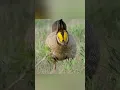 Download Lagu Ave Zaouli Dance #yt #birds The lesser prairie grouse or lesser capercaillie #art #nature