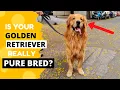 How to Identify a Pure Golden Retriever Puppy