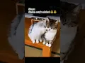Stecu stecu #kucing #cat #imut #kucinglucu #shortvideo #shorts #video
