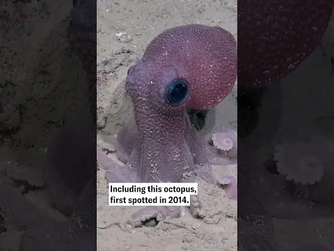 Take a look at marine life off Trinidad and Tobago