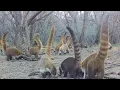 Coatimundi Madness Trail camera check in Southern Arizona