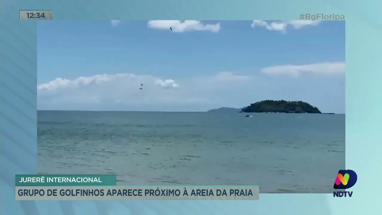 Golfinhos aparecem em praia de Florianópolis no fim de semana