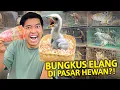 Download Lagu BELI ANAK BURUNG ELANG DI PASAR HEWAN TERBESAR BANDUNG?! GAK PERNAH LIAT INI SEBELUMNYA!