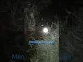Download Lagu CARA MENANGKAP RUAK RUAK DENGAN MUDAH DI MALAM HARI #1000subscriber #birds #ruakruak #shortvideo