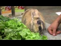 Fresh Greens for Herbivores