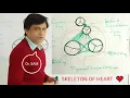 Download Lagu Fibrous Skeleton of Heart | Dr. SAM