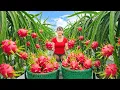 Lagu TIMELAPSE -- Harvesting Giant Dragon Fruit - Cooking Secrets According to Ancient Traditional Recipe