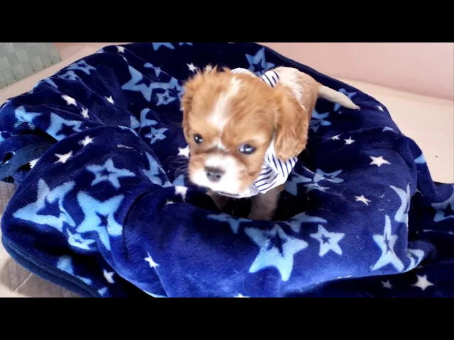 動画
