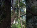 Download Lagu Manunggal plant #plants #manunggal #shortvideo #shorts #shortsfeed #youtubeshorts #ytshort #province