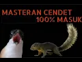 Download Lagu MASTERAN CENDET SUARA BAJING KAWIN