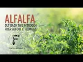 Use alfalfa as a perennial nitrogen fixer - but cut it back