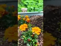 Download Lagu Flower \u0026 Tomato Planter Walkthrough 🌼🍅 | Calm Nature Walk