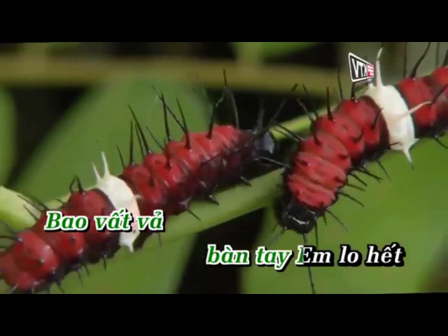 Giận Mà Thương Karaoke   Duy Phường, Adam