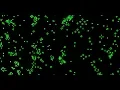 How to Make the Game of Life with Java PART 5