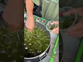 Verfrissende Grasgelei Drank uit Indonesië