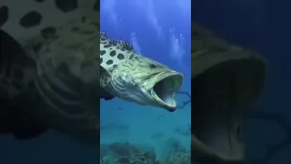 أضخم سمكة سمكة الهامور العملاقة 