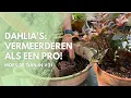 Download Lagu Dahlia's: Vermeerderen als een Pro!